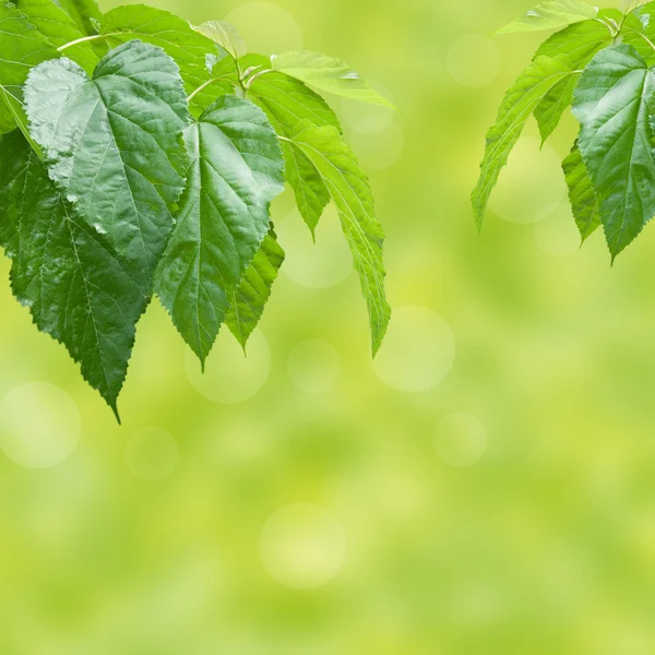 Sfondo verde fresco — Foto Stock