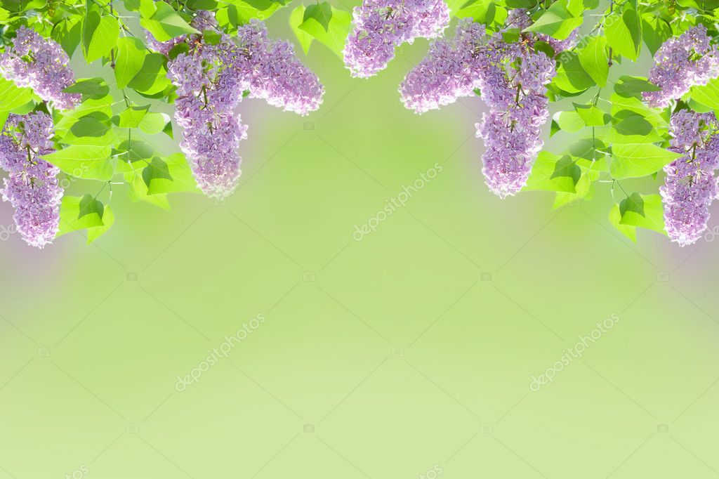 fundo lilás — Fotografias de Stock © nataly0288dp #7093607