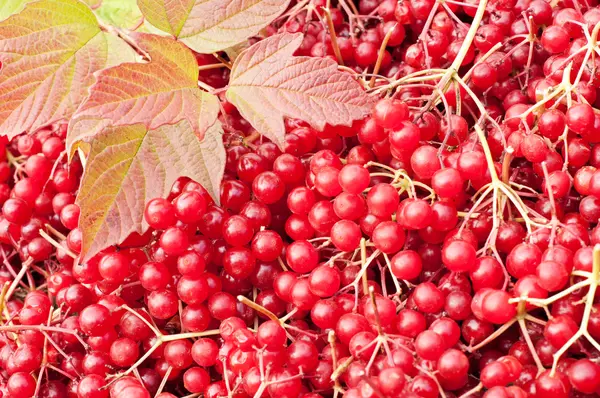 Viburnum berries background — Stock Photo, Image