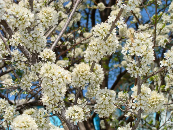 Çiçek açan erik ağacı — Stok fotoğraf