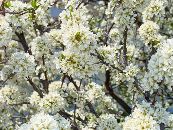 Çiçek açan erik ağacı — Stok fotoğraf