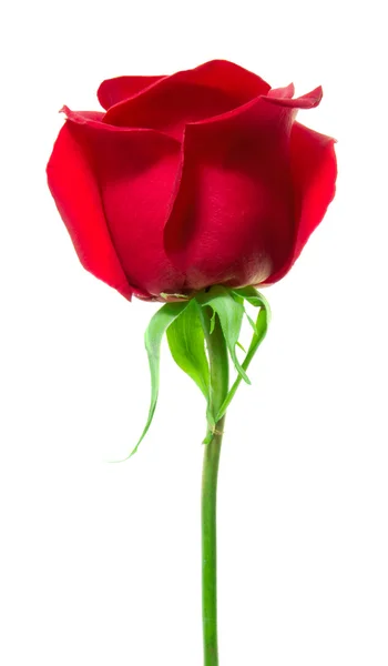 Червона троянда , — стокове фото