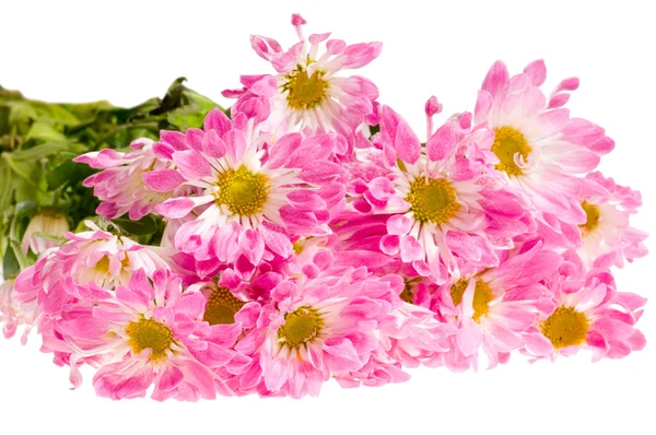 Daisy krysantemum blomma — Stockfoto