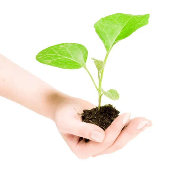 Växande gröna växten i en hand — Stockfoto