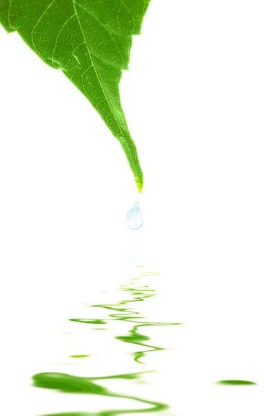 Su damlayan bir yaprak — Stok fotoğraf