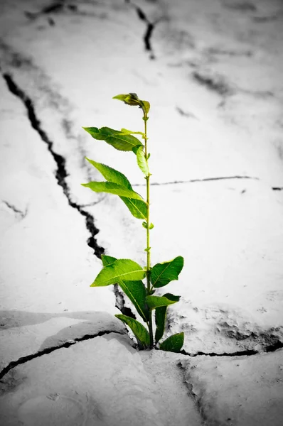 Zielona roślina rośnie od pęknięty ziemi — Zdjęcie stockowe