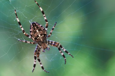 Garden Spider clipart