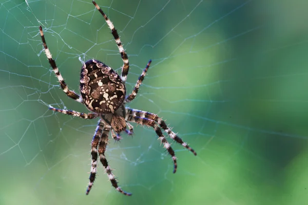 stock image Garden Spider