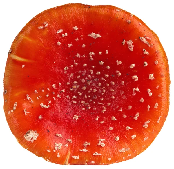 stock image Fly Agaric