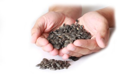 Sunflower Seeds clipart