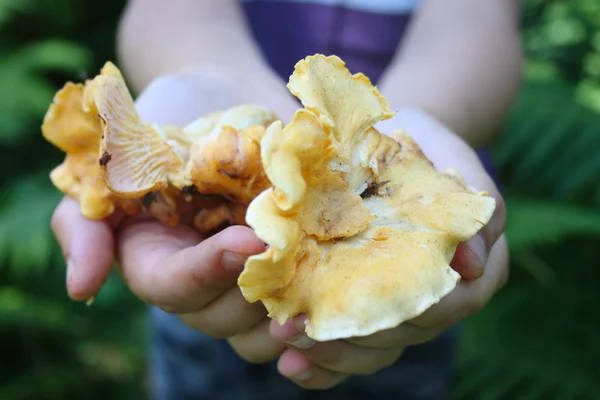 Бородавчатый гриб — стоковое фото