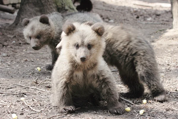 stock image Little Bear