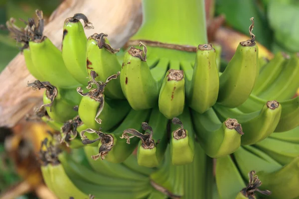 stock image Bananas