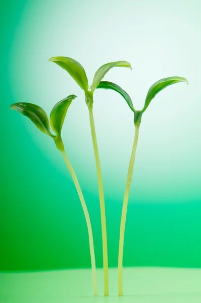 Зеленые саженцы иллюстрируют концепцию новой жизни — стоковое фото