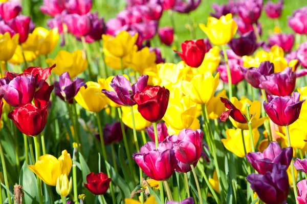 Nombreuses tulipes dans le parc — Photo