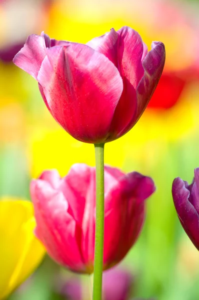 stock image Tulip flowers in the park