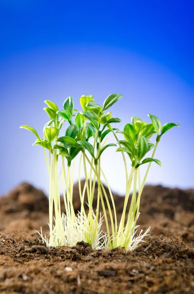 新しいライフコンセプトの緑の苗 — ストック写真