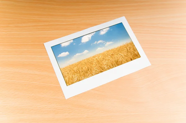 Campo de trigo en el marco del cuadro —  Fotos de Stock