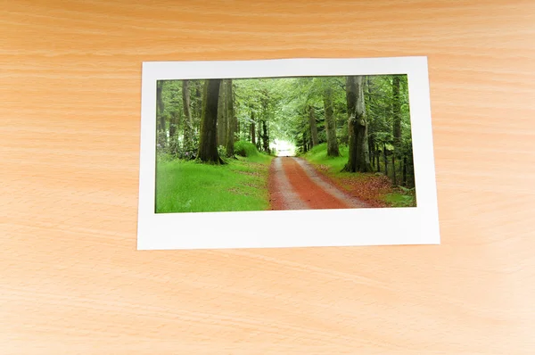 画像フレーム上の森林 — ストック写真