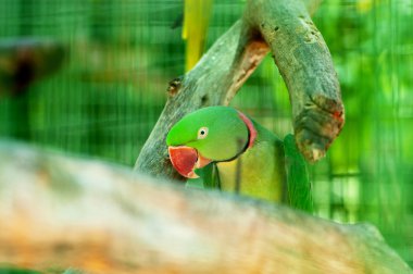 Colourful parrot bird sitting on the perch clipart