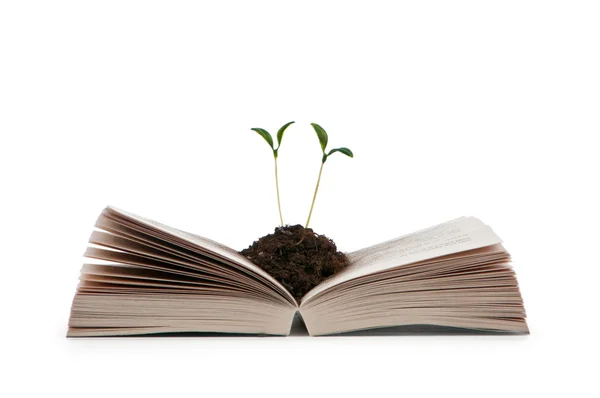 Knowledge concept with books and seedlings — Stock Photo, Image