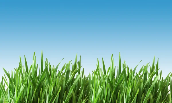 Mavi gökyüzüne karşı yeşil çimen — Stok fotoğraf