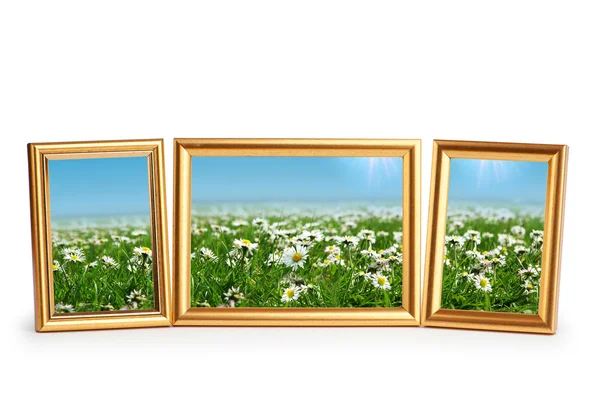 Madeliefjebloemen in de foto frames op wit — Stockfoto