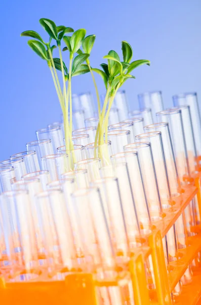 Experiment with green seedlings in the lab — Stock Photo, Image