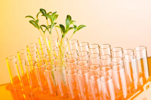 Experimentera med gröna plantor i labbet — Stockfoto