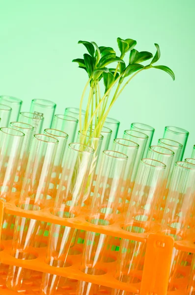 Πειραματιστείτε με πράσινο σπορόφυτα στο εργαστήριο — Φωτογραφία Αρχείου