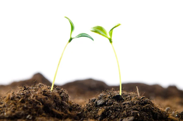 Groene zaailingen in nieuw leven concept — Stockfoto