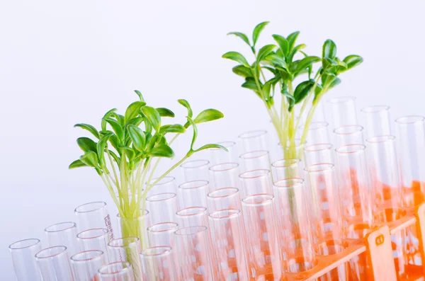 Experimento laboratorial com mudas verdes — Fotografia de Stock