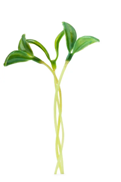 Zielone sadzonki izolowane na białym — Zdjęcie stockowe