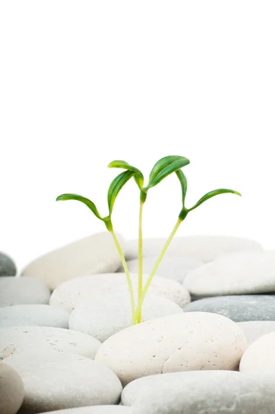 Pebbles and seedlings - alternative medicine concept — Stock Photo, Image