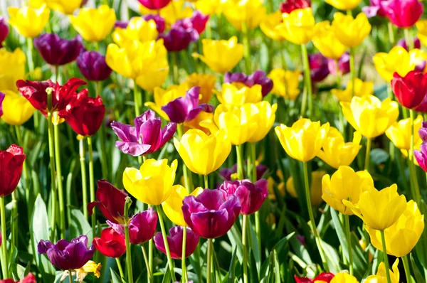 stock image Many tulips in the park