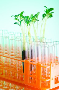 Lab experiment with green seedlings clipart