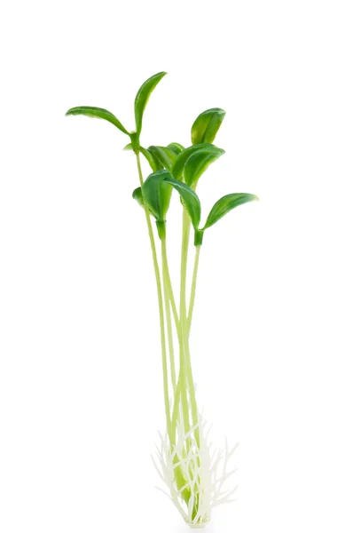 Nature concept - Seedlings on white — Stock Photo, Image