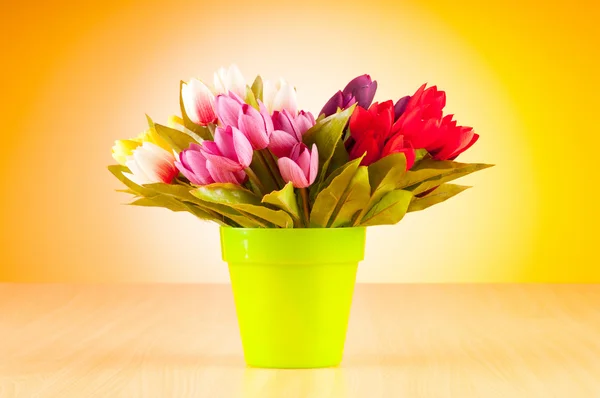 Tulipán virágok a gradiens háttér — Stock Fotó