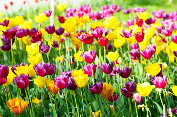 Nombreuses tulipes dans le parc — Photo
