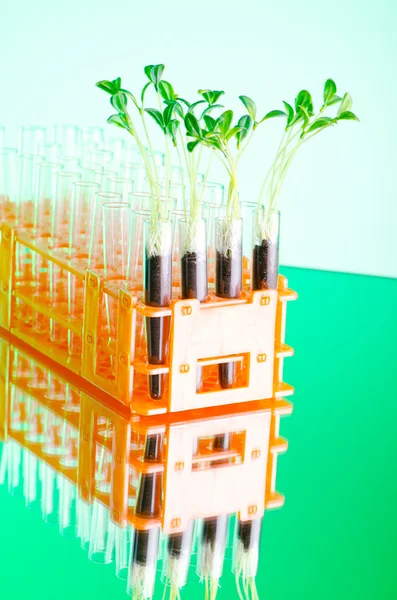 Experimento de laboratorio con plántulas verdes — Foto de Stock