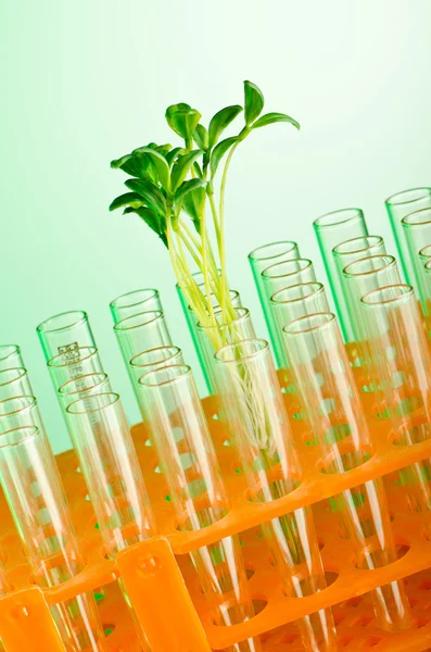 Experiment mit grünen Sämlingen im Labor — Stockfoto