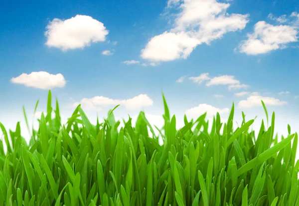 Grönt gräs mot blå himmel — Stockfoto