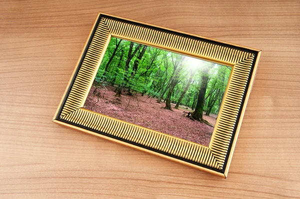 Wald auf den Bilderrahmen — Stockfoto
