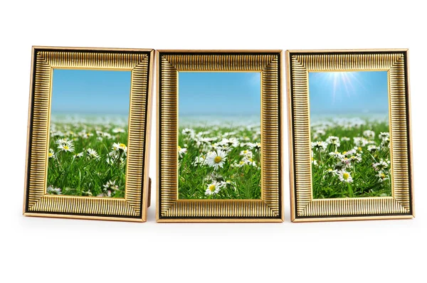 Flores Margarida nos quadros em branco — Fotografia de Stock
