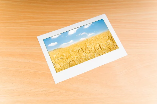 Pole pszenicy w ramie obrazu — Zdjęcie stockowe