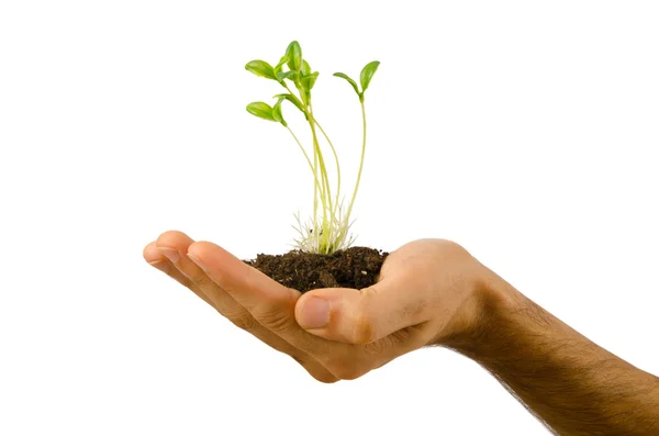 Green seedling in the hand — Stock Photo, Image