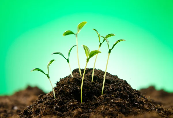Zielone sadzonki w nowej koncepcji życia — Zdjęcie stockowe
