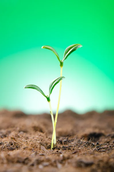 Gröna plantor i nytt livskoncept — Stockfoto
