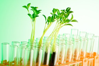 Experiment with green seedlings in the lab clipart