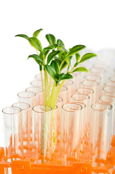 Experimente con plántulas verdes en el laboratorio —  Fotos de Stock